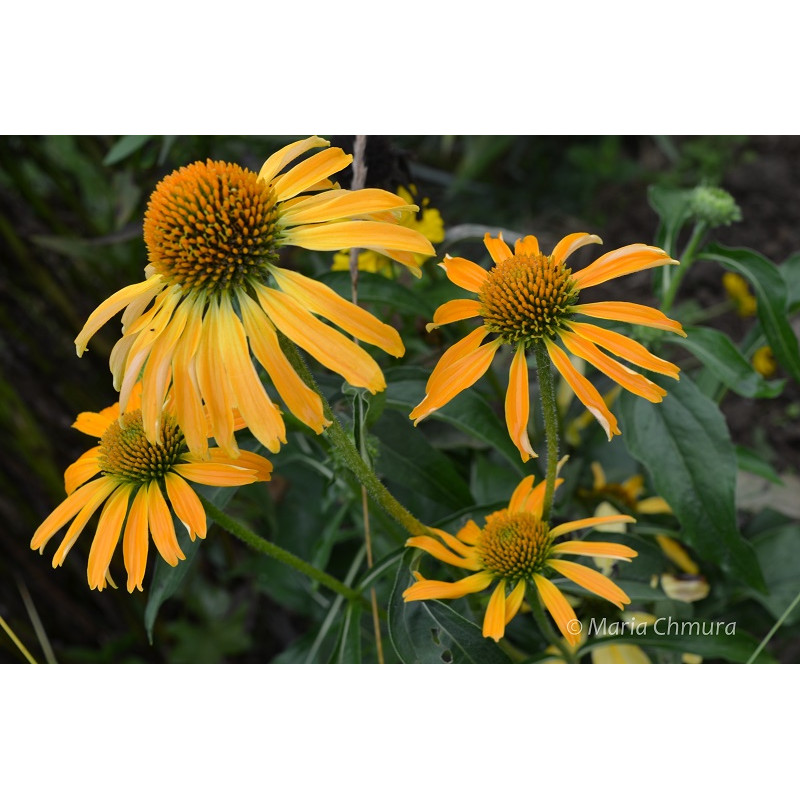 Jeżówka 'Golden Skipper'