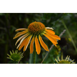 Jeżówka 'Golden Skipper'