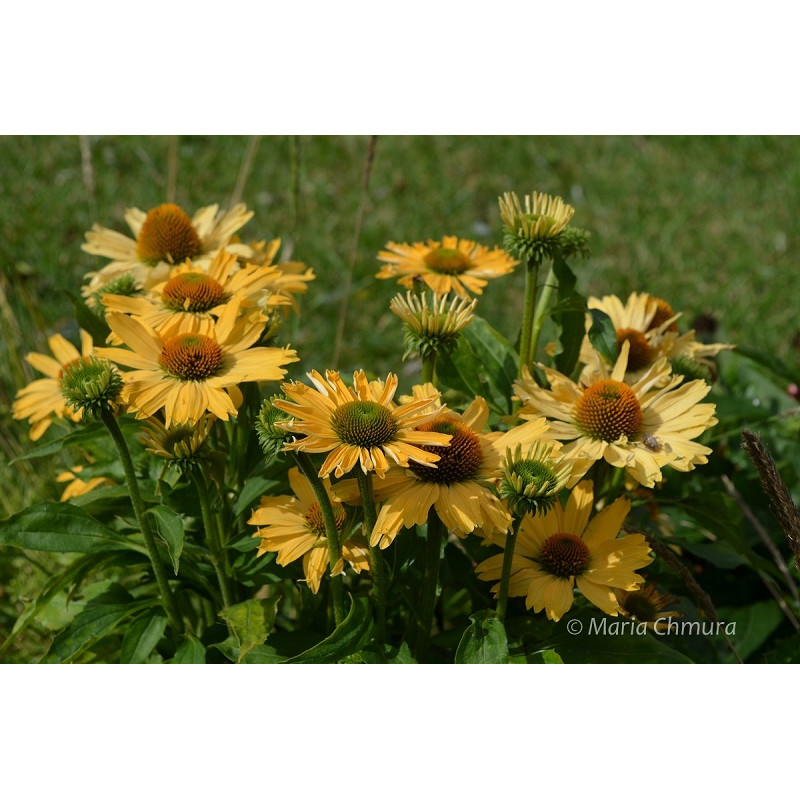 Jeżówka 'Yellow Pearl'