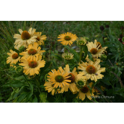 Jeżówka 'Yellow Pearl'