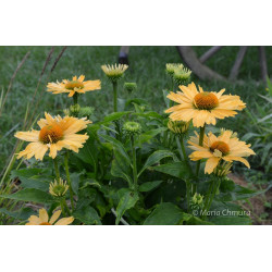 Jeżówka 'Yellow Pearl'