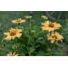 Jeżówka 'Yellow Pearl'