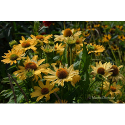 Jeżówka 'Yellow Pearl'
