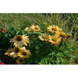 Jeżówka 'Yellow Pearl'