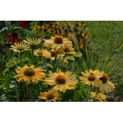 Jeżówka 'Yellow Pearl'