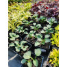 Funkia 'Blue Mouse Ears'