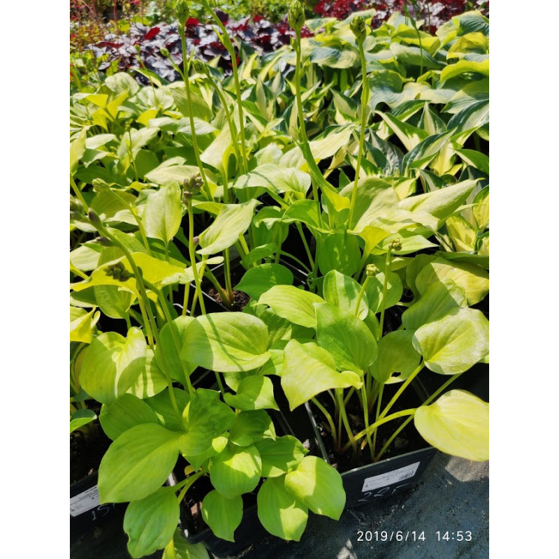 Funkia 'Grand Gold'