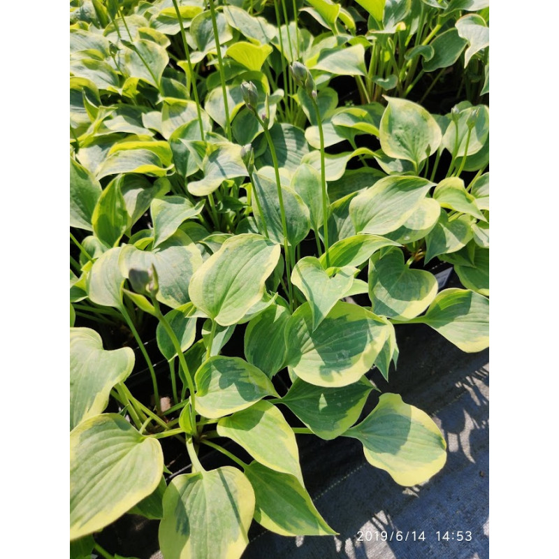 Funkia 'Snowy Lake'