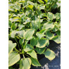Funkia 'Snowy Lake'