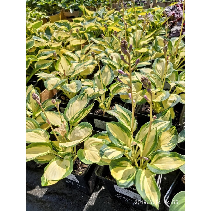 Funkia 'Eleanor Lachman'