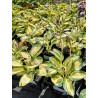 Funkia 'Eleanor Lachman'