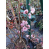 Śliwa wiśniowa 'Rosea Plena'