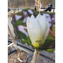 Magnolia 'Elizabeth'
