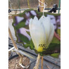 Magnolia 'Elizabeth'