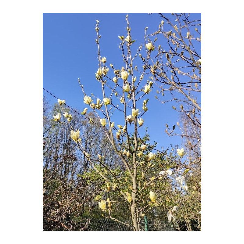 Magnolia 'Elizabeth'