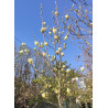 Magnolia 'Elizabeth'