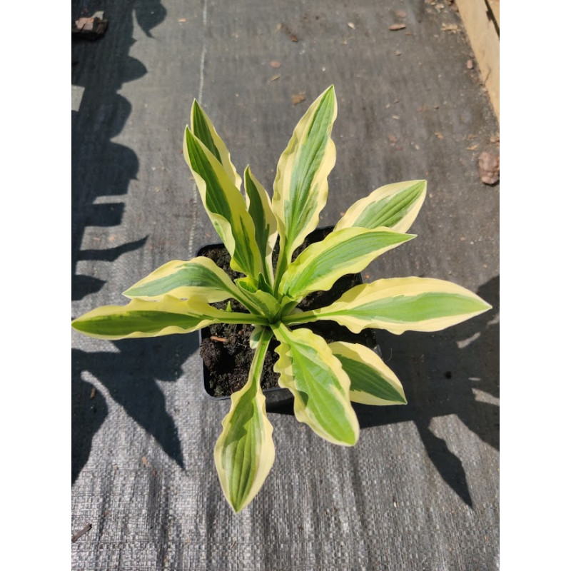 Funkia 'White Dove'