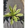 Funkia 'White Dove'