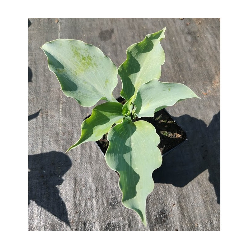 Funkia 'Titanium'
