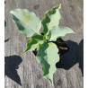 Funkia 'Titanium'