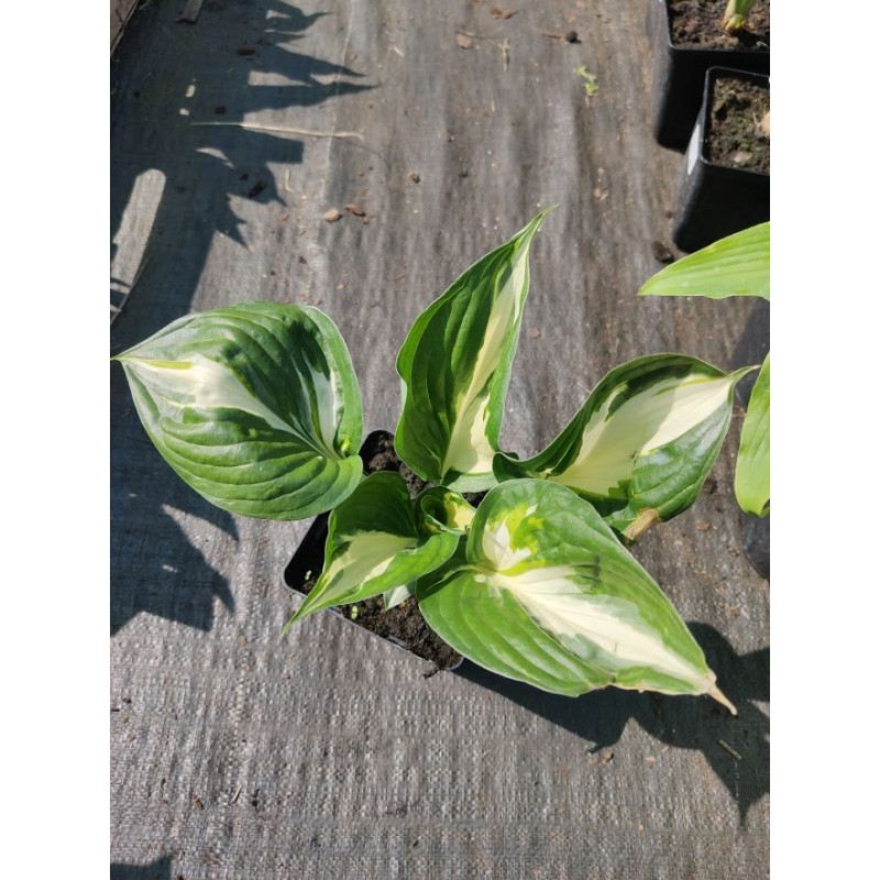 Funkia 'Amazone'