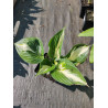 Funkia 'Amazone'