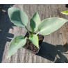 Funkia 'Canadian Blue'