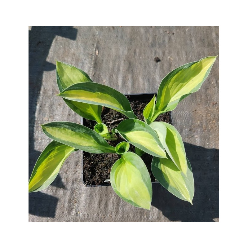Funkia 'Gypsy Rose'