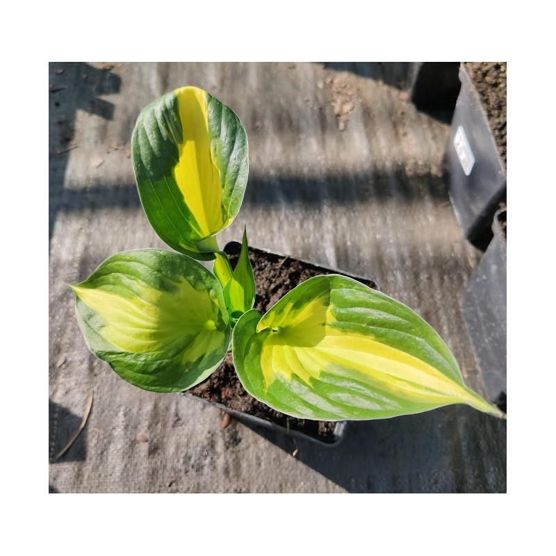 Funkia 'Morning Star'