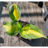 Funkia 'Morning Star'