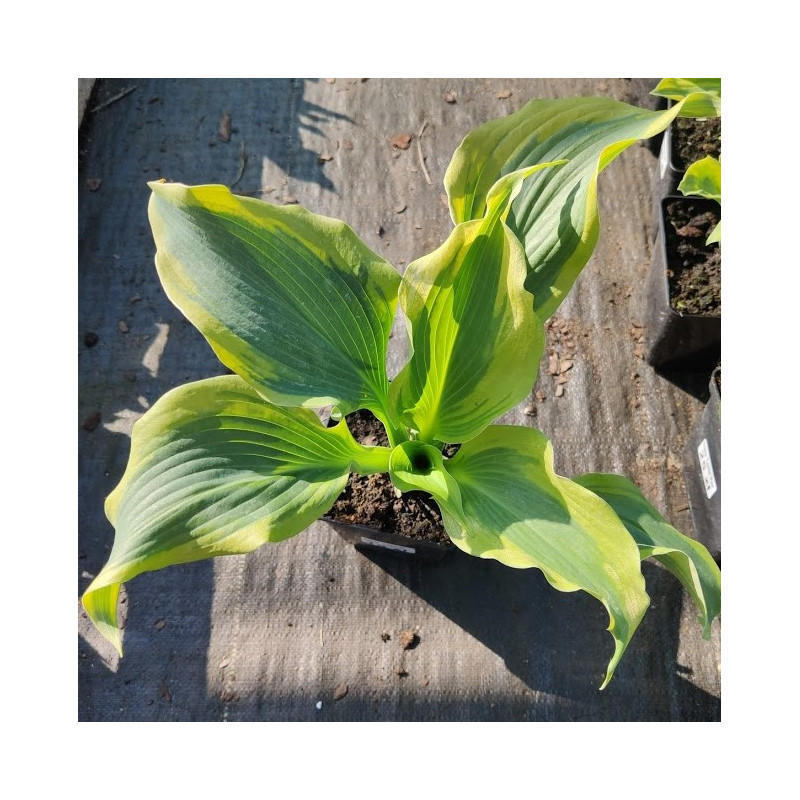 Funkia 'Atlantis'