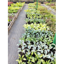 Funkia 'Atlantis'