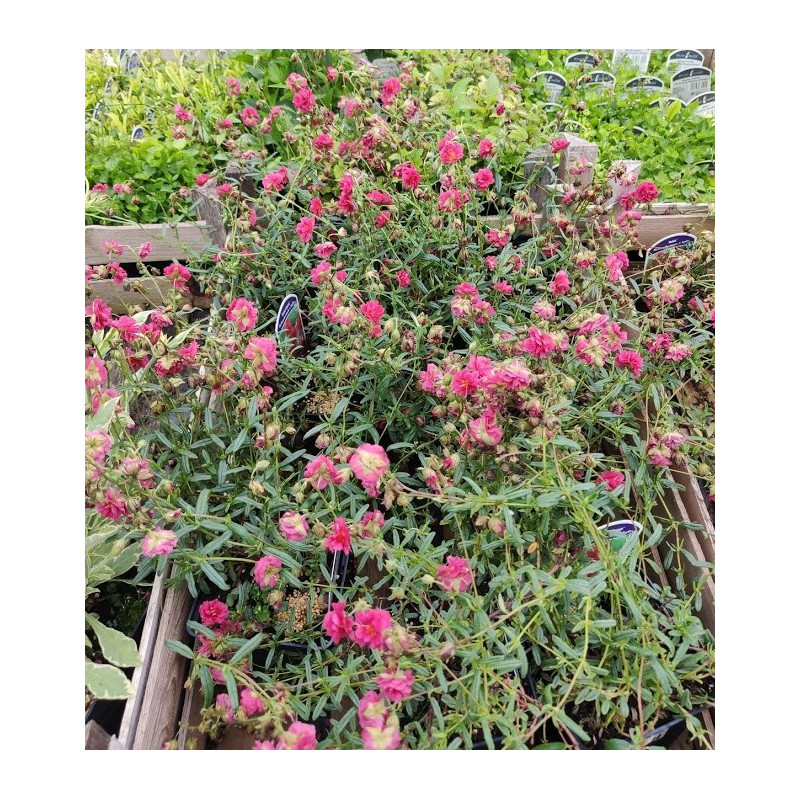 Posłonek 'Cerise Queen'