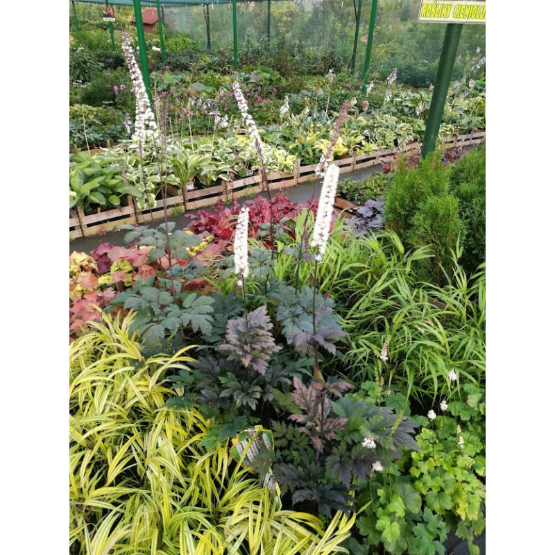 Świecznica 'Atropurpurea'
