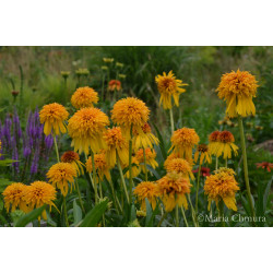 Jeżówka 'Pineapple Sundae'