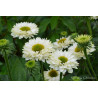 Jeżówka ' Sunseekers White Perfection'