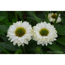 Jeżówka ' Sunseekers White Perfection'