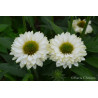 Jeżówka ' Sunseekers White Perfection'