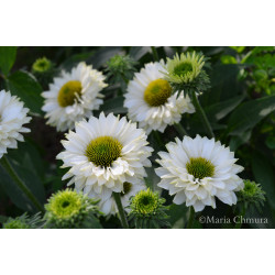Jeżówka ' Sunseekers White Perfection'