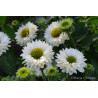 Jeżówka ' Sunseekers White Perfection'