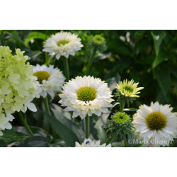 Jeżówka ' Sunseekers White Perfection'