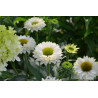 Jeżówka ' Sunseekers White Perfection'