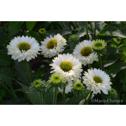 Jeżówka ' Sunseekers White Perfection'