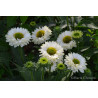 Jeżówka ' Sunseekers White Perfection'