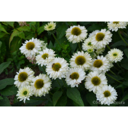 Jeżówka ' Sunseekers White Perfection'