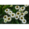 Jeżówka ' Sunseekers White Perfection'