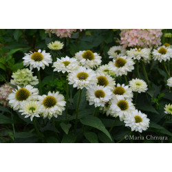 Jeżówka ' Sunseekers White Perfection'