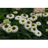 Jeżówka ' Sunseekers White Perfection'