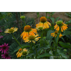 Jeżówka 'Golden Skipper'