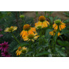 Jeżówka 'Golden Skipper'